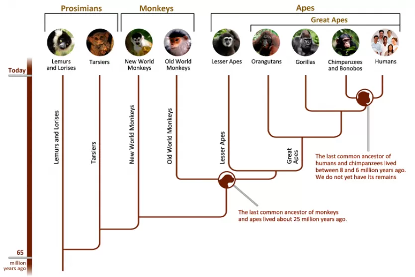 Primate family tree